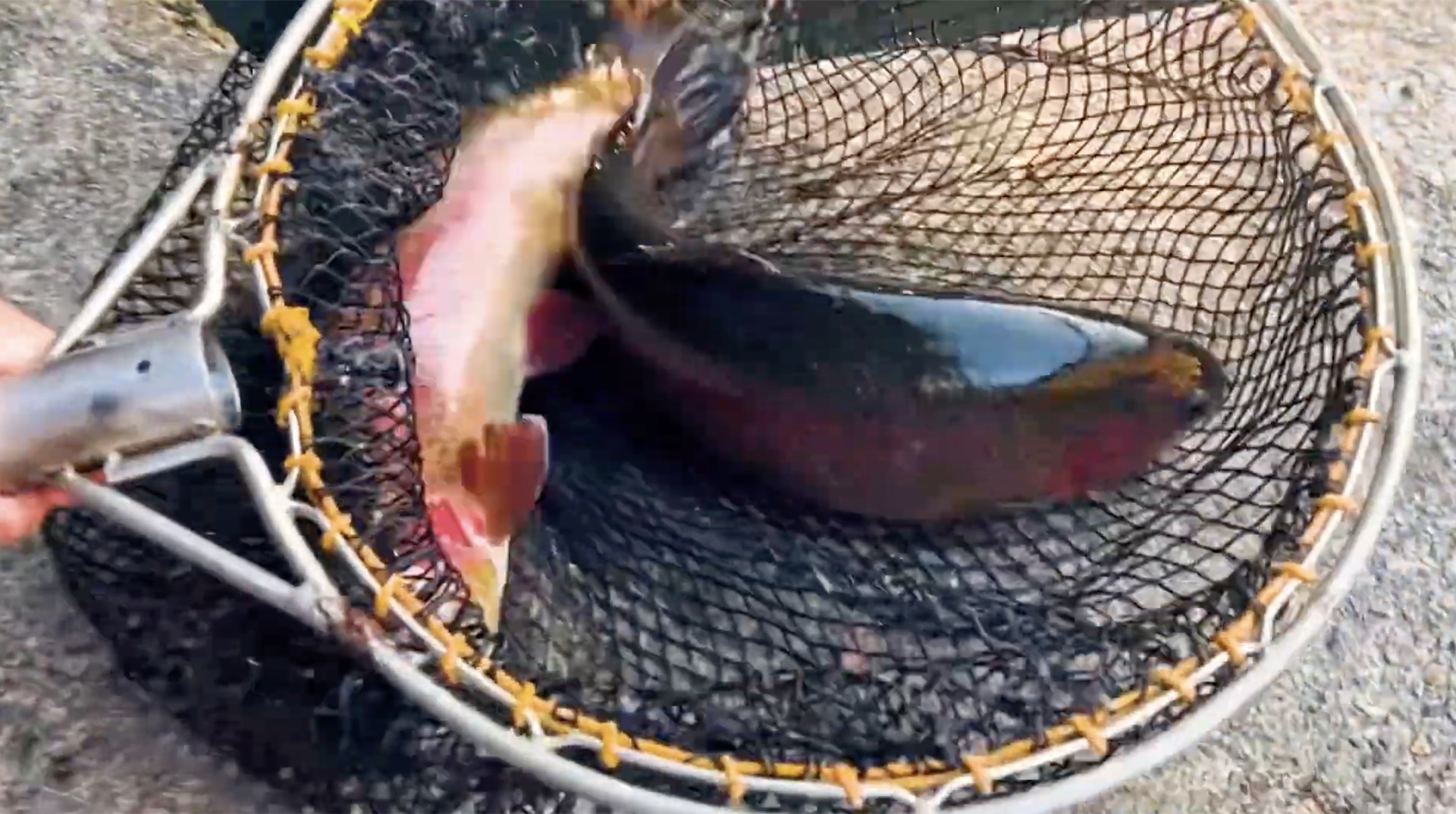 成魚